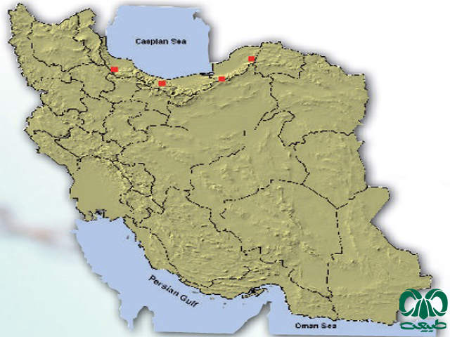 سمور جنگلی در ایران
