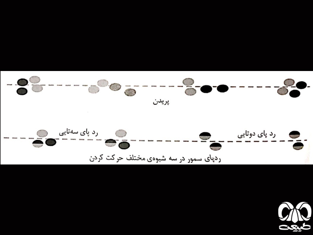 الگوی ردپا سمور جنگلی