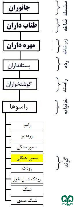  طبقه بندی گونه  سمور جنگلی