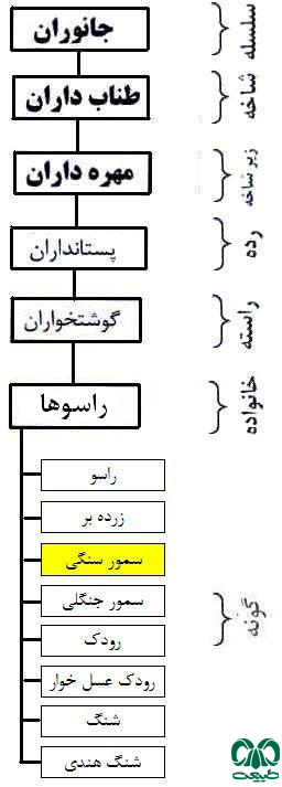 طبقه بندی گونه سمور سنگی