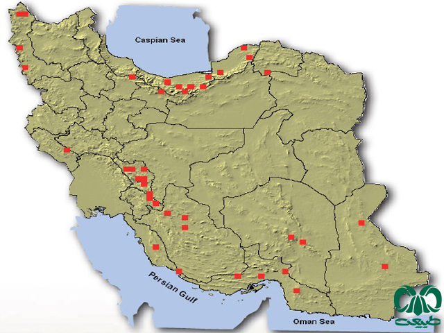 سمور سنگی در ایران