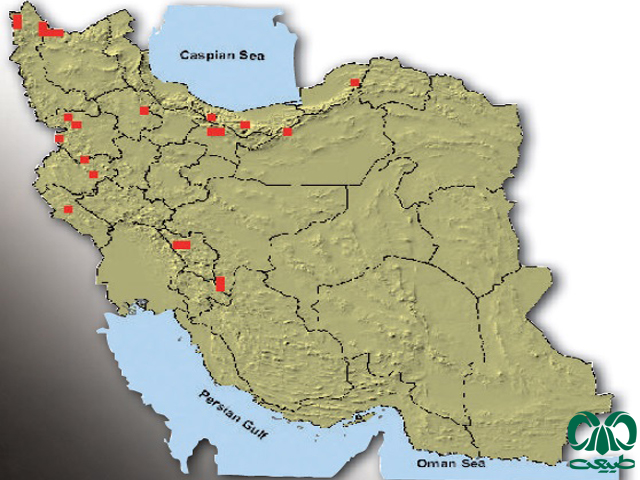 راسو در ایران