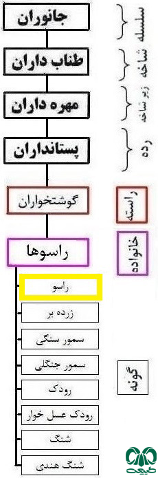 طبقه بندی گونه راسو