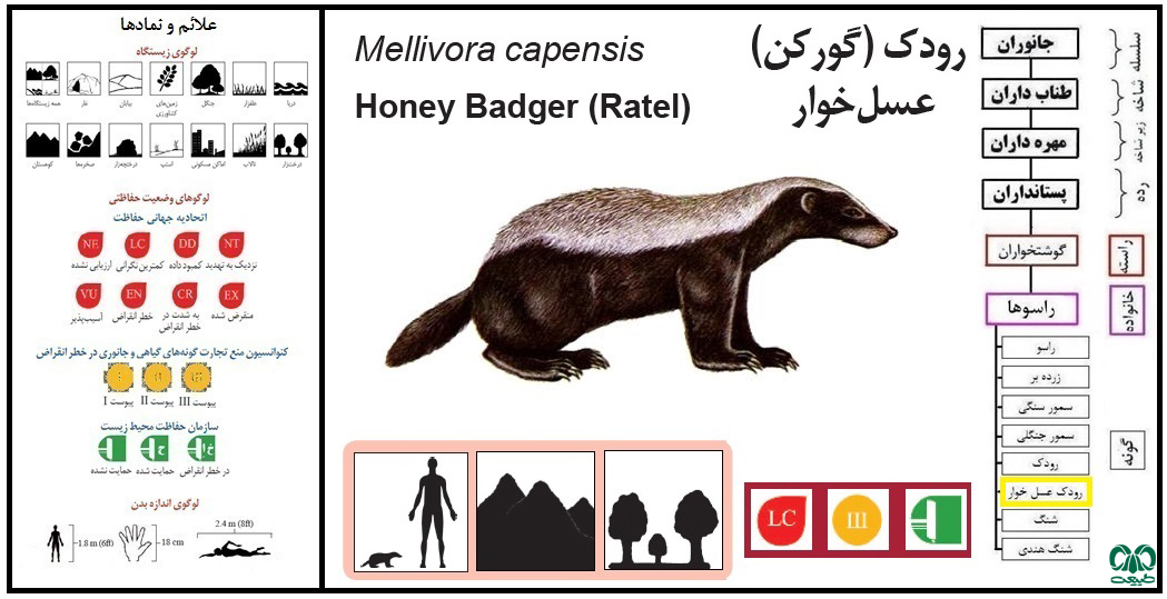  گونه رودک عسل خوار