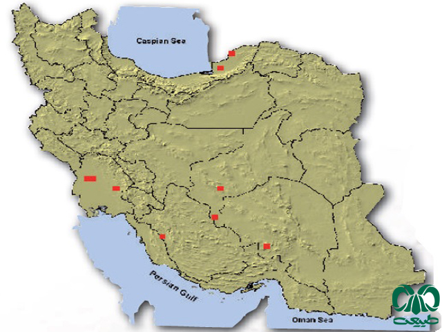 رودک عسل خوار در ایران