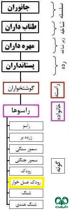 طبقه بندی گونه رودک عسل خوار