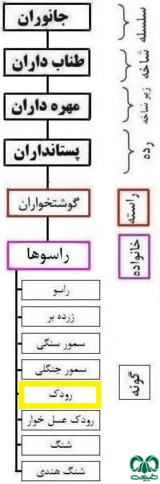 طبقه بندی گونه رودک