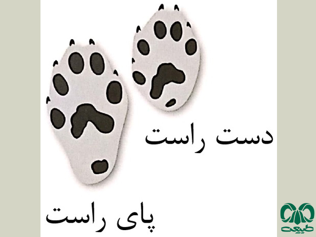 ردپای زرده‌بر