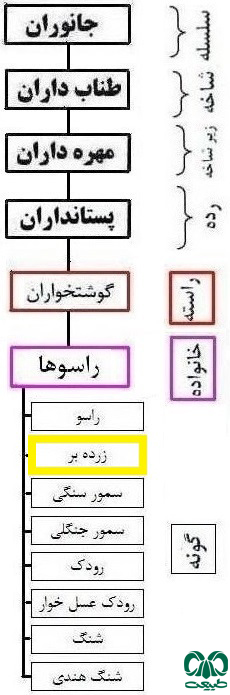  طبقه بندی گونه زرده بر