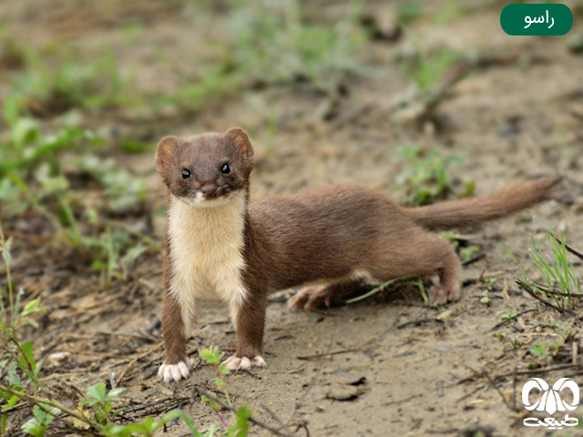 خانواده راسوها FAMILY MUSTELIDAE خانواده راسوها