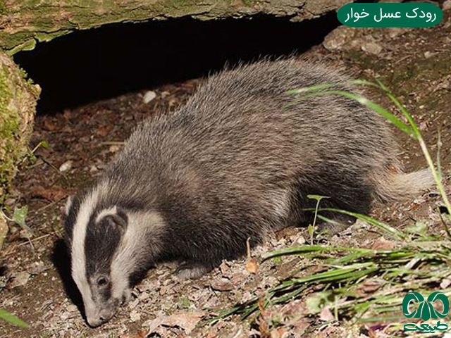 رودک از خانواده راسوها زندگی زیرزمینی دارند رودک از خانواده راسوها