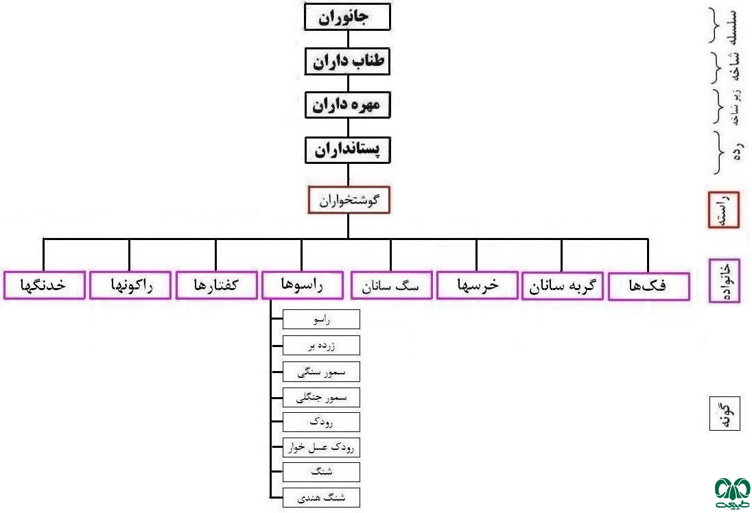 از خانواده راسوها در ایران 8 گونه شناخته شده است از خانواده راسوها در ایران
