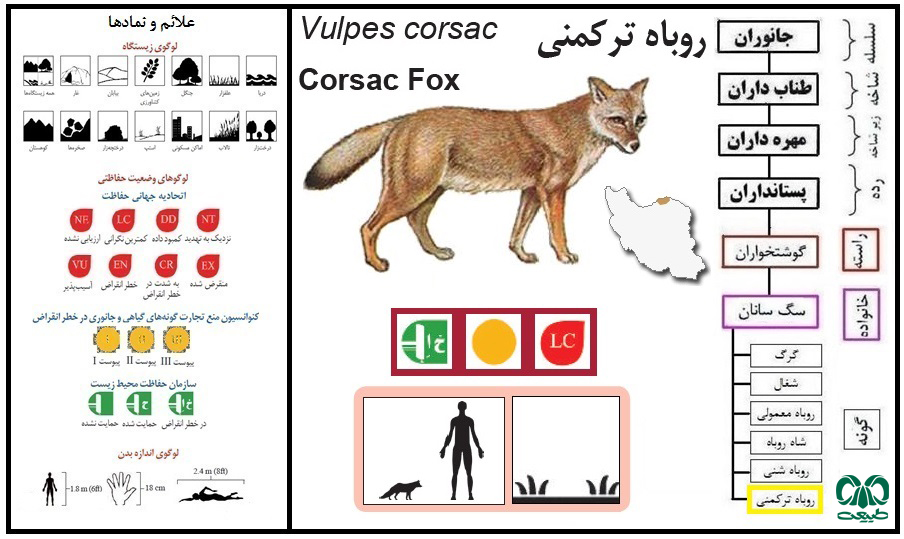 روباه ترکمنی Vulpes Corsac 