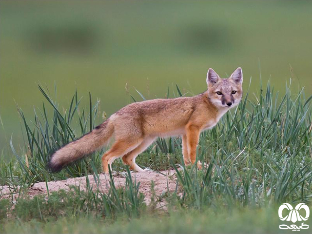 ویژگی‌های ظاهری گونه روباه ترکمنی