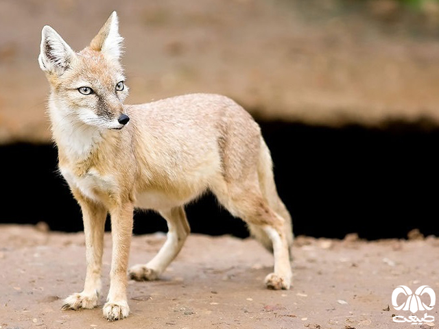 روباه ترکمنی به صورت انفرادی زندگی می‌کند