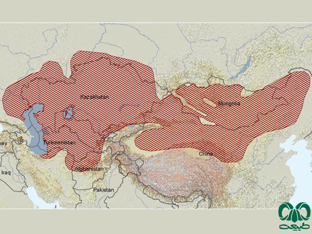 پراکندگی روباه ترکمنی در دنیا