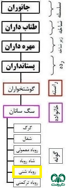 در زمره گونه‌های حمایت شده