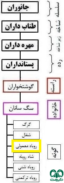  طبقه بندی گونه روباه معمولی