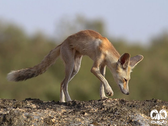  ویژگی‎‌های زیستی گونه روباه معمولی