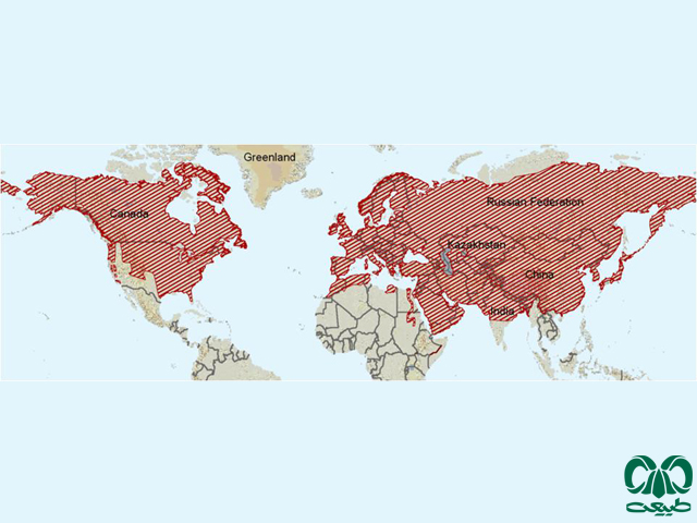 پراکندگی روباه معمولی در دنیا
