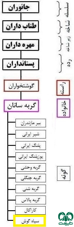 طبقه‌بندی گونه سیاه گوش