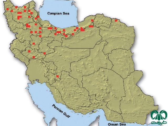 سیاه گوش در ایران