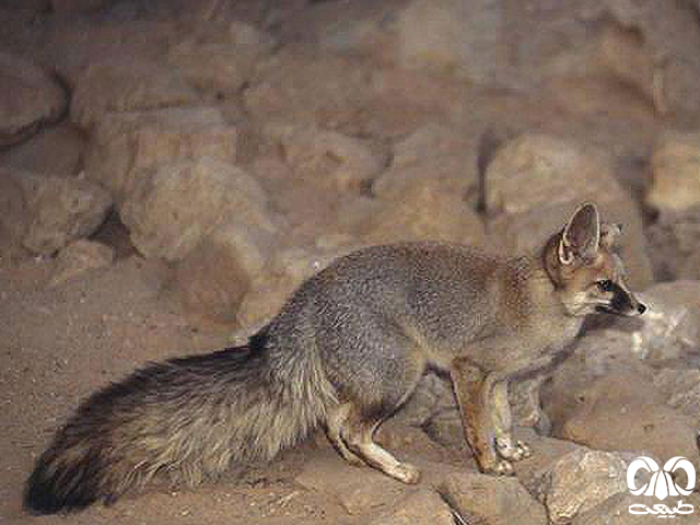 ویژگی‌های زیستی گونه شاه روباه