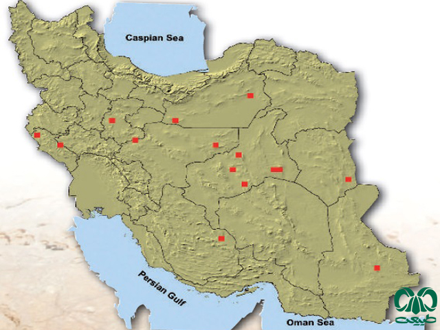 شاه روباه در ایران