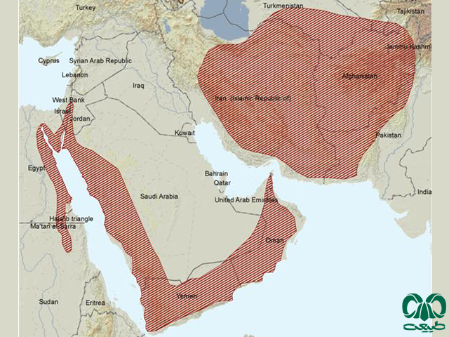 پراکندگی شاه روباه در دنیا 