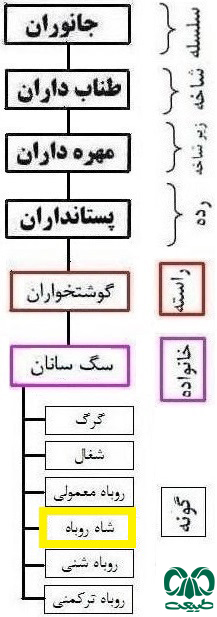 طبقه بندی گونه شاه روباه