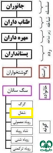 طبقه بندی گونه شغال