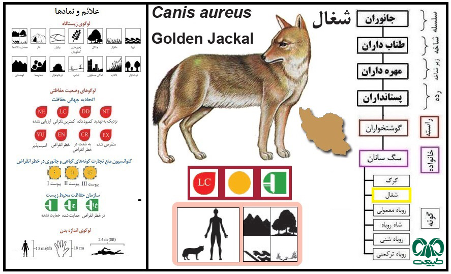 گونه شغال Canis aureus 