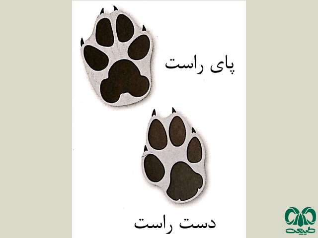 ردپای شغال از لحاظ شکل کلی