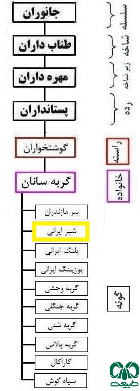 شیر آسیایی در ایران 