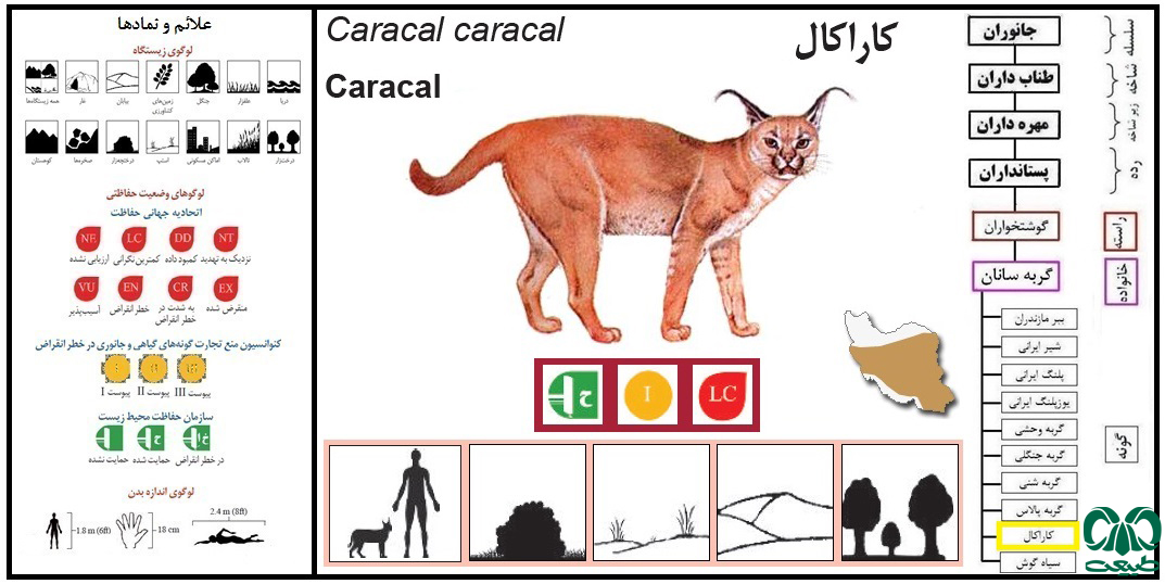 گونه کاراکال Caracal