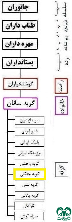 طبقه بندی گونه گربه جنگلی