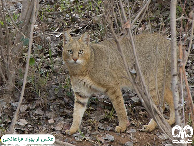 گربه جنگلی معمولا تک‌زی بوده