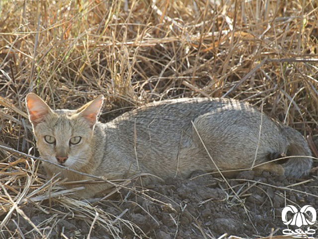  طول عمر گربه جنگلی