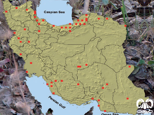 گربه جنگلی در ایران