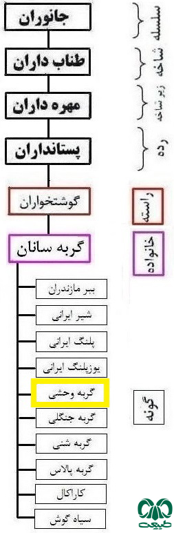 گربه وحشی را از ایران 