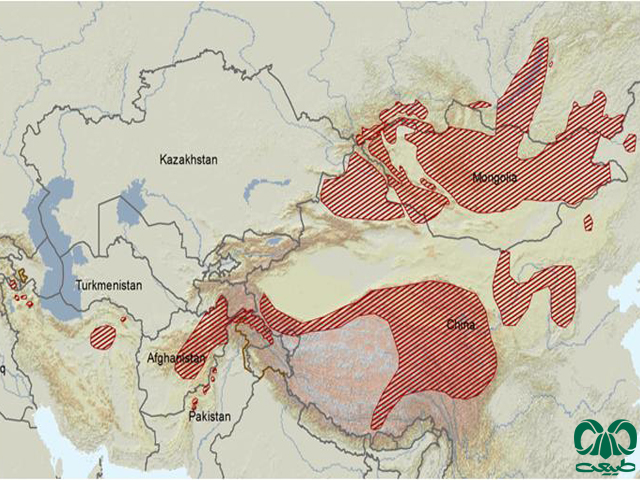  پراکندگی گربه پالاس در دنیا