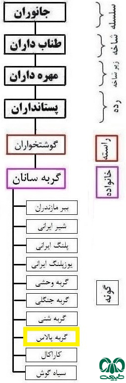  طبقه‌بندی گونه گربه پالاس