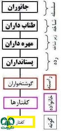 طبقهبندی گونه کفتار در بین پستانداران ایران طبقهبندی گونه کفتار