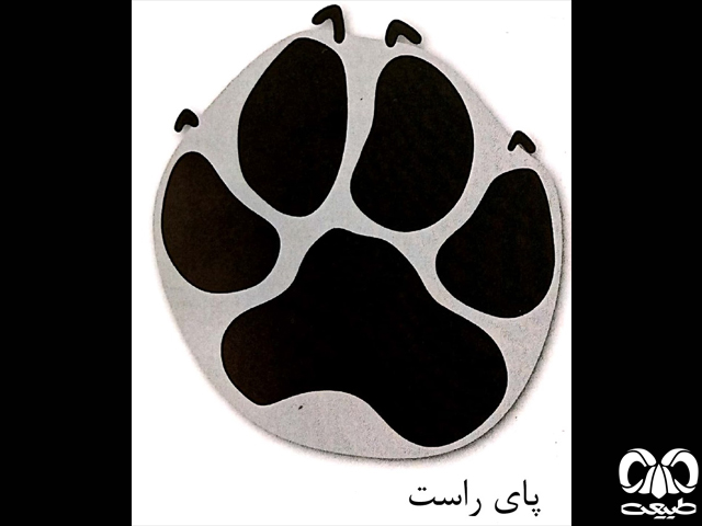 ردپای کفتار پهنتر از سگ ردپای کفتار