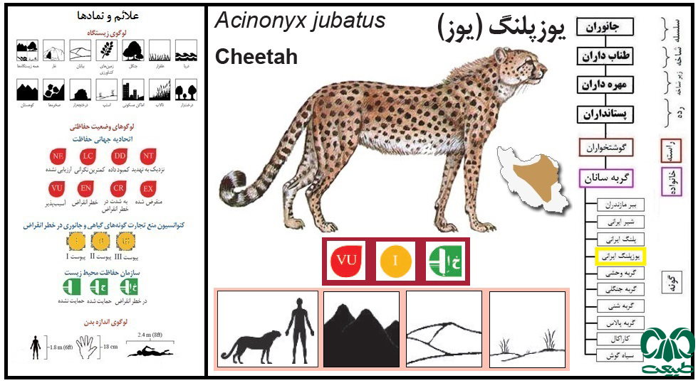 یوزپلنگ آسیایی