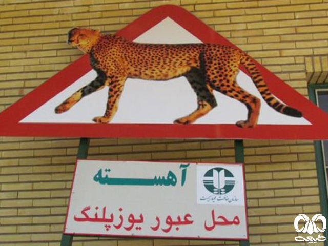 زيرگونه يوزپلنگ آسيايی