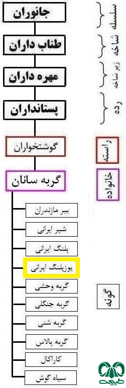  طبقه‌بندی گونه یوز ایرانی