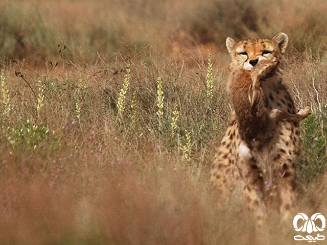 شکار با شکرگان در گذشته آداب و رسوم خاصی داشت