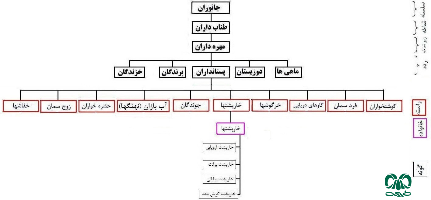 حفاظت از خارپشتان