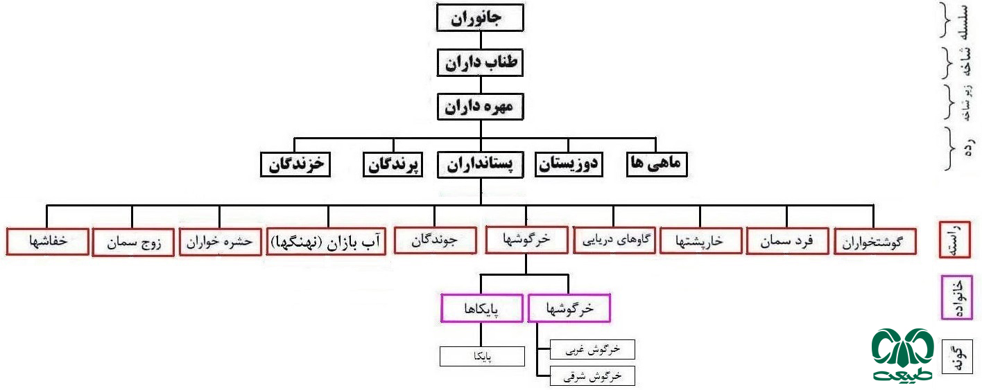 راسته خرگوش‌ها